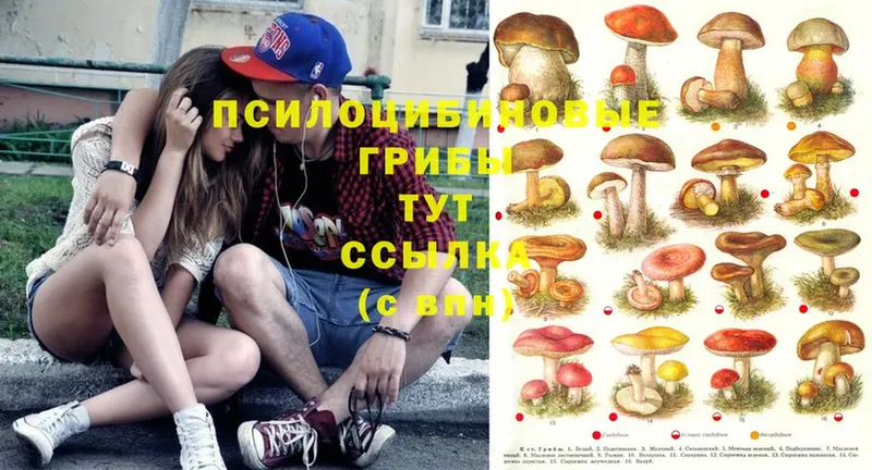 Псилоцибиновые грибы MAGIC MUSHROOMS  Дудинка 